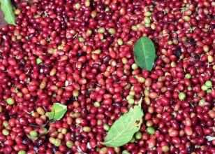 +256790560642 Arabica Robusta coffee beans from experienced coffee traders Rome Melbourne Barbados